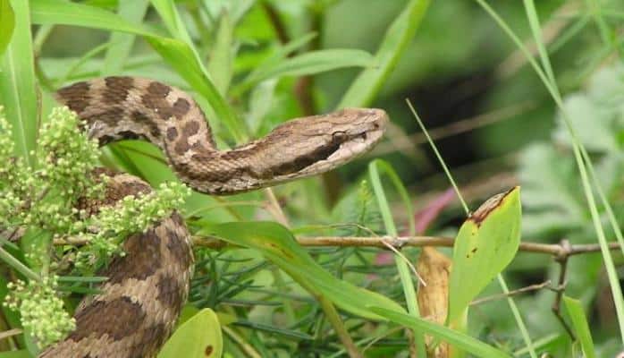 Bakının mərkəzində gürzəyə rast gəlmə faktı barədə Zoologiya İnstitutundan açıqlama