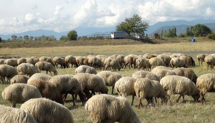 Köç başladı: Sürülər yaylaqdan qışlağa enir