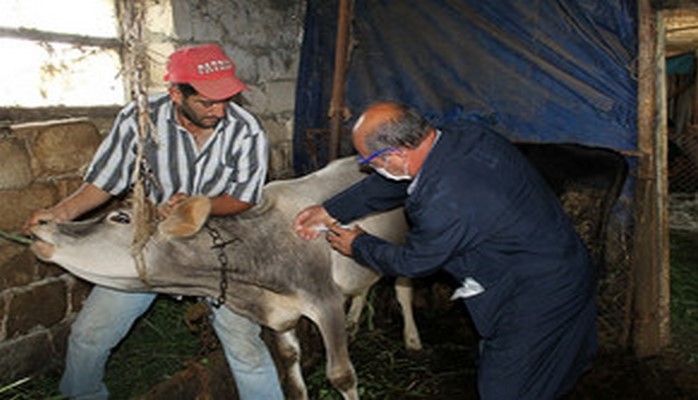 Gürcüstanla həmsərhəd rayonlarda nodulyar dermatit xəstəliyi əleyhinə peyvəndləmə tədbirləri başa çatdırılıb