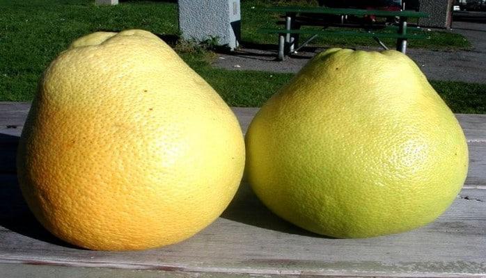 Lənkəranda pomelo sitrus meyvəsi yetişdirilir