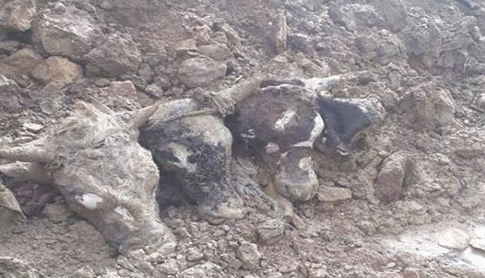 Головы животных обнаружили в канализации в Баку