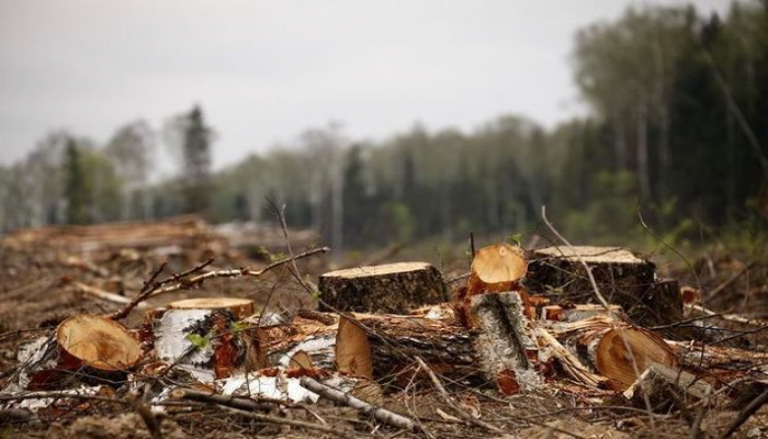 Срублены деревья на 9 тысяч манатов