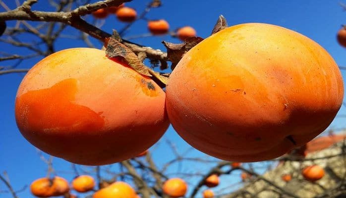 Azərbaycanda Xurma Festivalı bu rayonda baş tutacaq