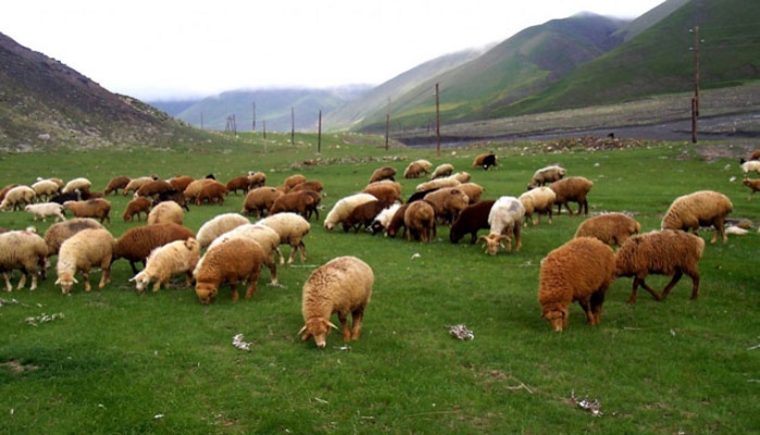 Dövlətdən aldığı heyvanları itlər parçaladı