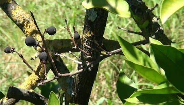 В Астаре высыхают цитрусовые сады