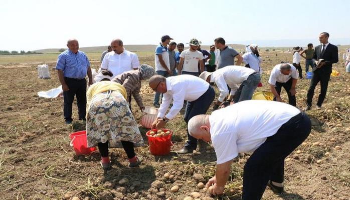 Azərbaycanda icra başçısı sahədə əkinçilərlə birgə kartof yığdı