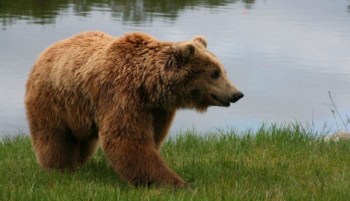 Жителя Габалы поймали на продаже медвежатины