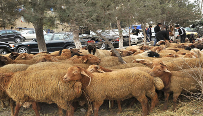 Qurban bayramında heyvan kəsimi məntəqələri lazımi avadanlıqlarla təmin ediləcək