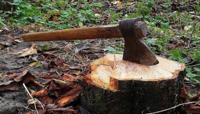 В лесном участке Лерикского района срублено 30 деревьев