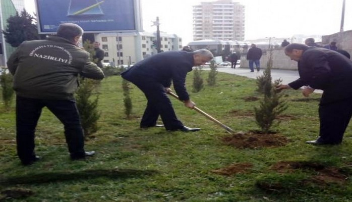 Акции с целью расширения площади зеленых насаждений в городе Баку продолжаются