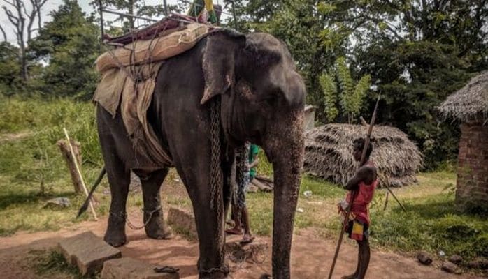 Şri-Lankada fil yorğunluqdan ölüb