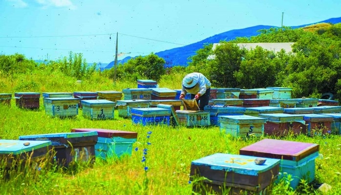 Samuxda arıçılığa maraq ildən-ilə artır