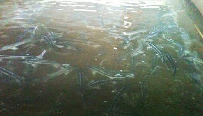 В Азербайджане должны быть созданы современные фермы для роста числа исчезающих видов рыб