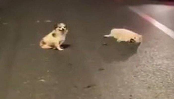 Собака три часа сторожила умирающего друга