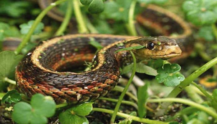 Zoologiya İnstitutu bulvarda ilanların peyda olması ilə bağlı məlumatlara münasibət bildirib