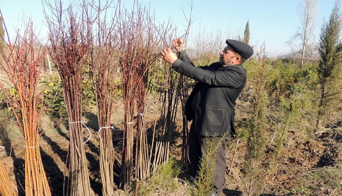 Vətəndaşlara pulsuz tinglər paylanılacaq