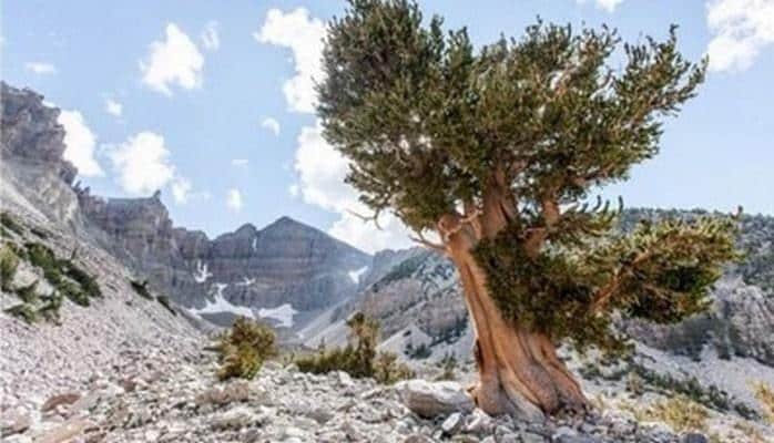 Самый старый живой организм на планете