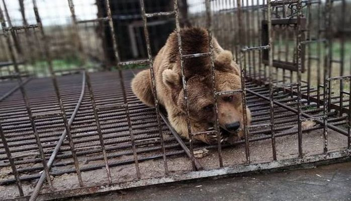 В Губе медведя незаконно держали в клетке