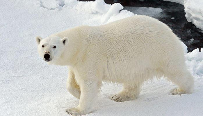 Эксперты чипируют белых медведей на Новой Земле