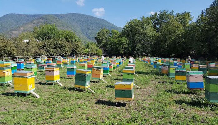 Subsidiyaların ayrılması arıçılığın inkişafına təkan verəcək