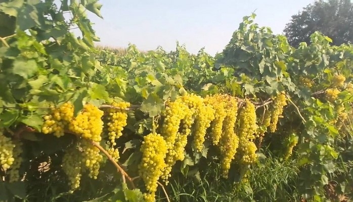 Göygöl rayonunda üzüm yığımı davam edir