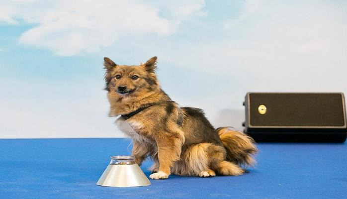 В России зарегистрировали новую породу собак, которую назвали шалайкой