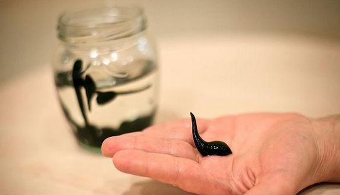 В водных бассейнах Азербайджана выявлены новые виды пиявок