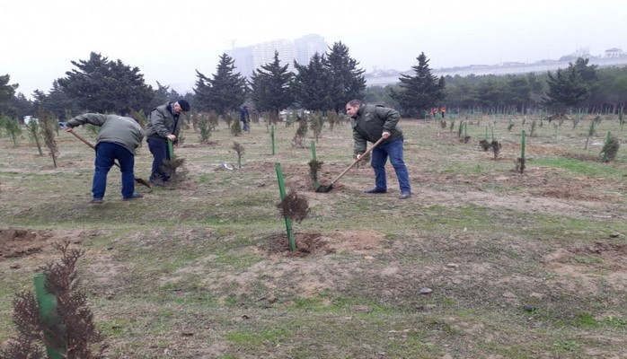 В Баку продолжаются акции по посадке деревьев