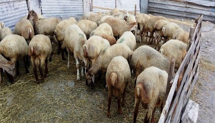 Qurbanlıq qoyunların ən aşağ qiyməti 180 manatdır