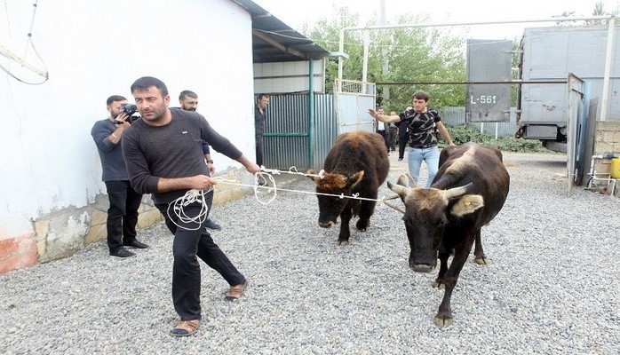 Azərbaycanda işsiz vətəndaşlara mal-qara verilib