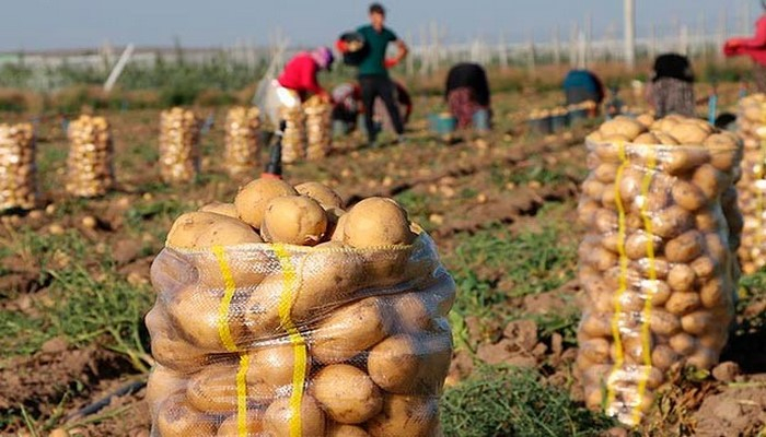 Azərbaycanda kartof istehsalında böyük artım