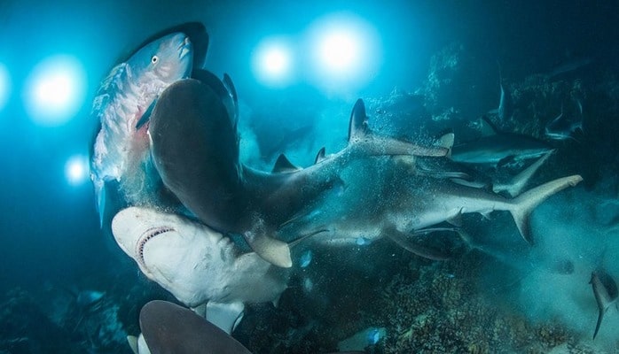 Лучшие подводные снимки года