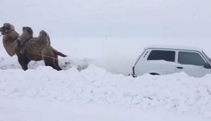 Верблюд вытащил застрявшую в снегу «Ниву»