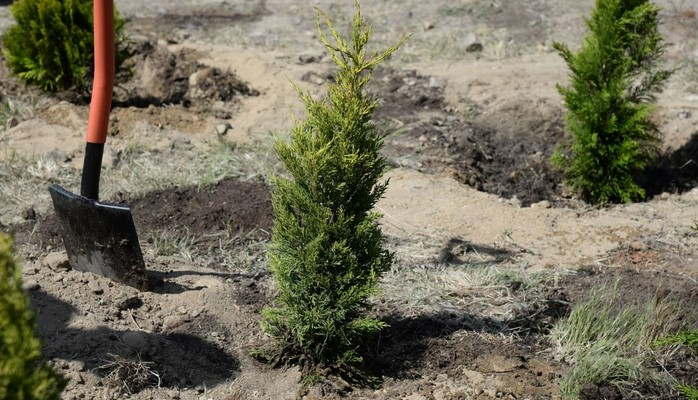 По случаю 100-летнего юбилея Азербайджанской Демократической Республики будет посажено 100 тысяч деревьев
