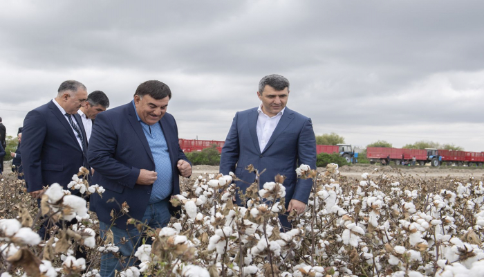 Nazir kütləvi pambıq yığımı ilə tanış oldu