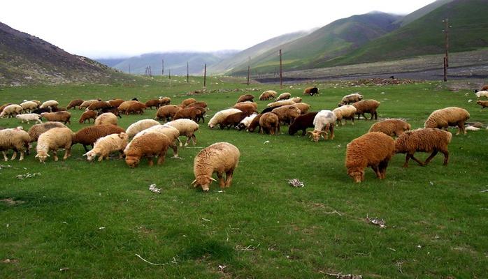 Canlı heyvanların ölkəyə gətirilməsi qaydalarına dəyişiklik edildi