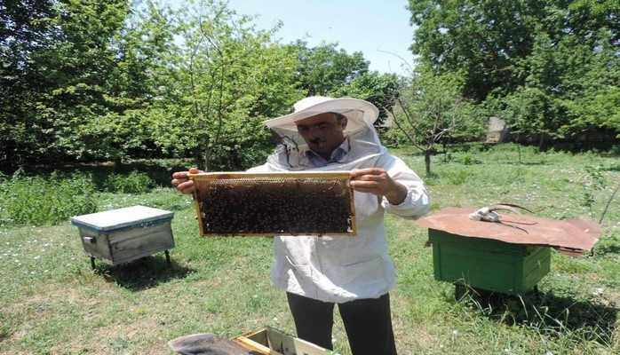 İsmayıllı arıçıları ötən il 108 ton bal istehsal ediblər