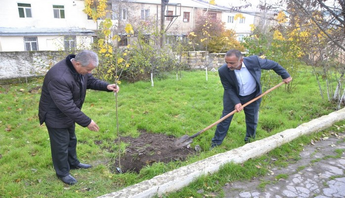 Şamaxıda məktəblərin həyətlərində 700 ədəd ting əkilib