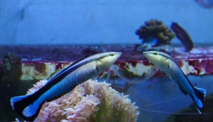 Рыбы впервые смогли пройти "зеркальный тест"