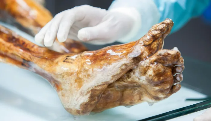 Alimlər Ötzi Buz Adamının 5 300 illik cəsədində gözlənilməz həyat izləri aşkar ediblər
