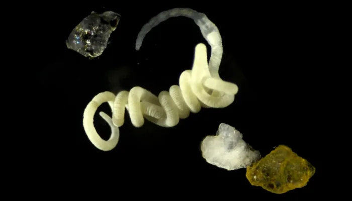 Heyvanlar milyonlarla ildir təbiətin ilk bioplastikini istehlak edir