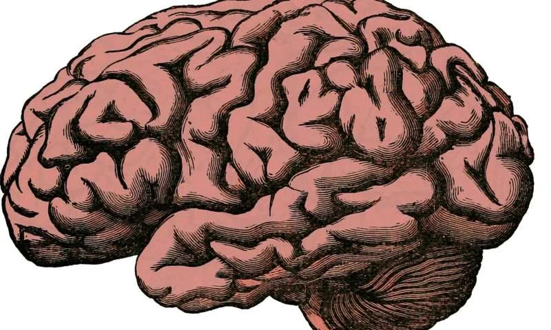 Genetik mexanizm erkən beyin inkişafının vaxtlanmasına yeni baxış yaradır