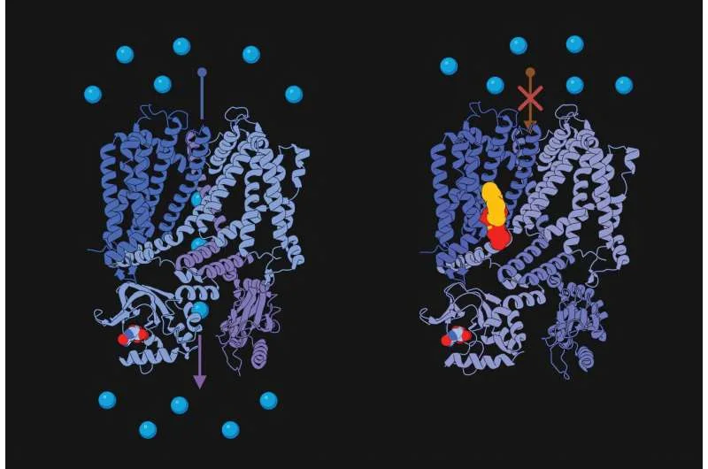 Gözün işığa həssaslığını hüceyrə membranındakı lipid necə tənzimləyir?