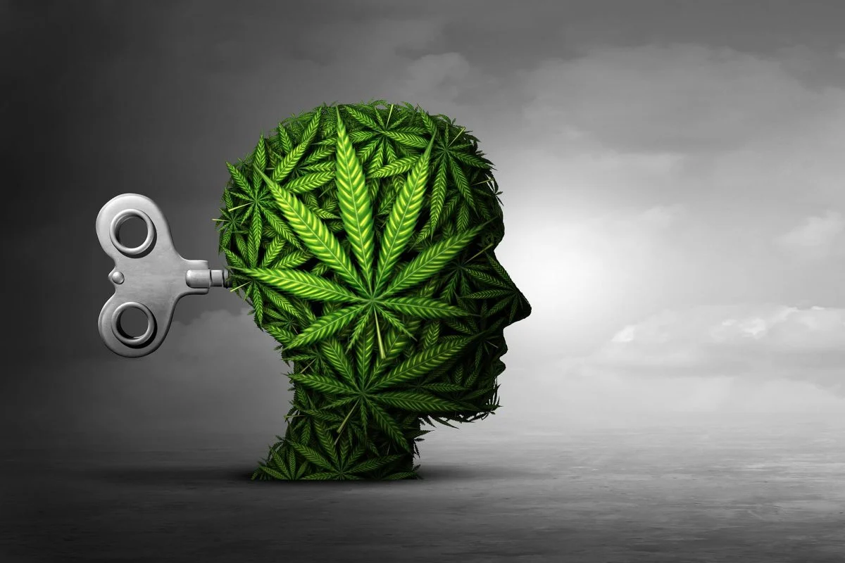 Yüksək dozada kannabis (çətənə bitkisi) beyində narahatlığı artıran mexanizmi aktivləşdirə bilər