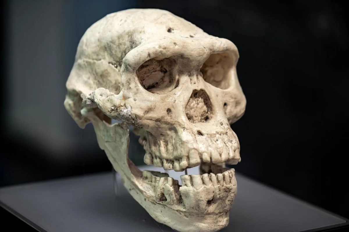 "Homo Erectus" Cənubi Afrikada başqa insanabənzər növdən 10 dəfədən çox azsaylı olub