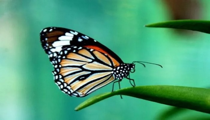 Erkek kelebekler rakiplerini alt etmek için dişilere 'bekaret kemeri' takıyor