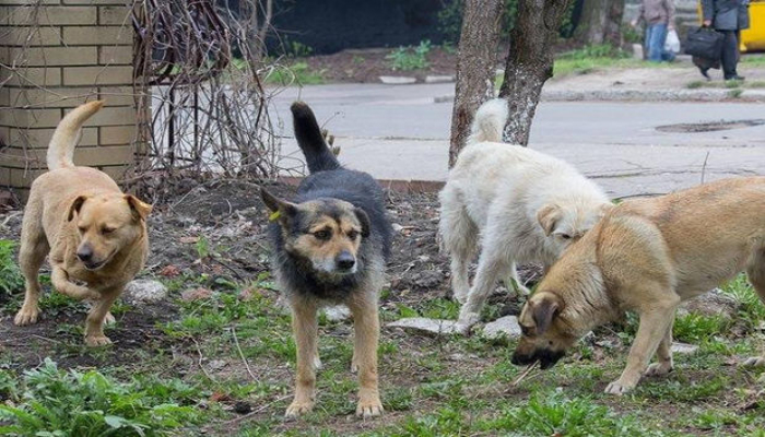 Bakı sakinləri qorxu içində: Sürü ilə gəzirlər, üstümüzə cumurlar