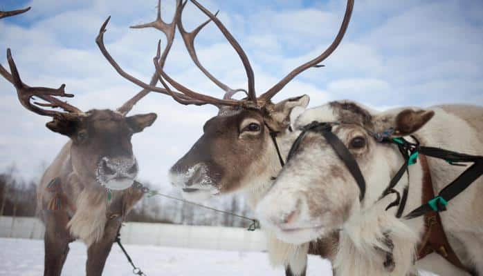 Учёные заявили о скором исчезновении северных оленей