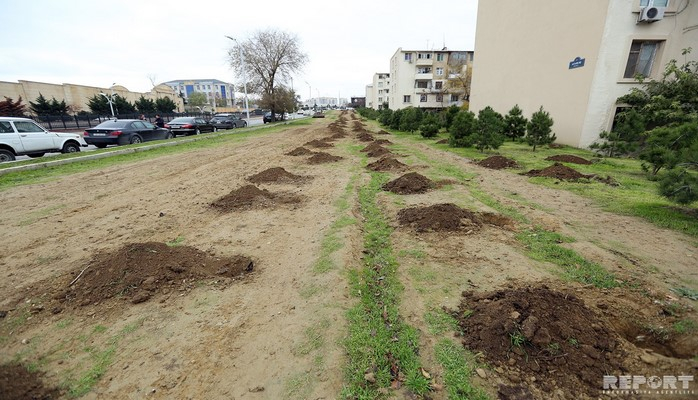 Bakıda sökülmüş köhnə binanın yerində 500-ə yaxın ağac tingi əkilib