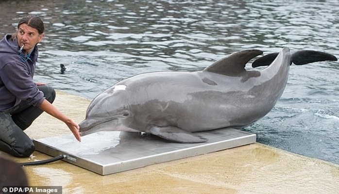 Умер самый старый дельфин, живший в неволе